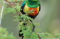 4 Day Tanzania Luxury Lodge Safari Tour