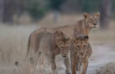5 Day Tanzania Luxury Lodge Safari Tour