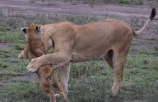 6 Day Tanzania Luxury Lodge Safari Tour
