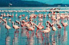 Circuit Journeys : Safari au Kenya et en Tanzanie National Geographic Journeys