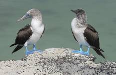 Explore Quito and Galapagos (8 Days) Tour