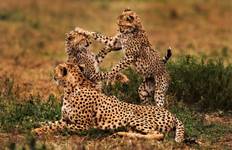 Circuit 3 jours Tarangire, Ngorongoro Craeter et lac Manyara