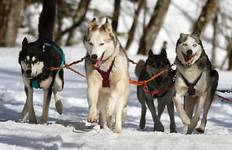 Circuit La Laponie et les Huskies - 5 jours