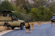 Circuit Safari d'aventure à Johannesburg 4 jours/3 nuits