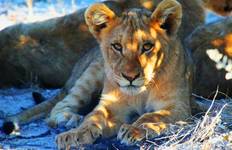 Circuit Sossusvlei, Swakopmund et Parc national d'Etosha - Confort - 7 jours / 6 nuits