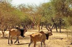 Circuit Les points forts du Sénégal 8 jours / 7 nuits