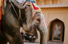 Circuit Circuit Taj Mahal Tiger et Rajasthan royal