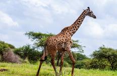 Rondreis 3 Daagse Masai Mara Gezinssafari