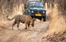 Delhi - Agra - Jaipur with Ranthambore Tiger Safari : 6 Days Tour