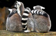 Madagascar Signature 22Days /21Nights ( Comfort) Tour