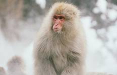 Circuit La Grande Piste du Japon