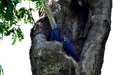 Circuit Aventure dans le Pantanal 4D/3N