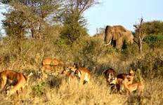 Circuit Safari en Lodge en Tanzanie - 6 jours