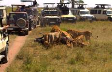 Circuit Safaris de 4 jours dans le Serengeti en Tanzanie