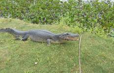 Circuit Pantanal : A la découverte de la plus grande zone humide du monde