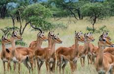 Circuit 12 jours de safari en lodge de luxe au Kenya et en Tanzanie