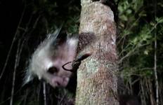 Circuit Circuit de la faune et de la flore de Madagascar 14J/13N