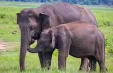 Circuit Itinéraire de 10 jours au Sri Lanka