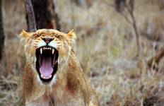 Circuit 10 jours de safari spectaculaire en Tanzanie