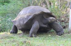 Galapagos Scuba Dive - 5 Days Tour
