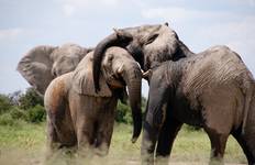 Explore Our Lowest Budget, Most Affordable & Tailor-Made 5 Days Tanzania Camping Safari Package From Arusha in Tanzania