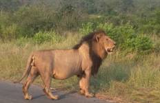 12 Day | Victoria Falls, Chobe, Kruger NP & Cape Town (South Africa) Tour