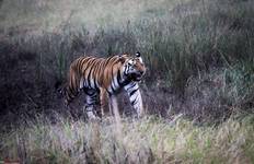 India Wildlife Photography Tour Tour