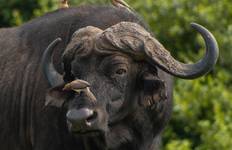 Nyati BIG-5 Classic “Best of Zambia” Safari Experience: Lower Zambezi, Kafue (Busanga Plains) and South Luangwa National Parks – 11 days Tour