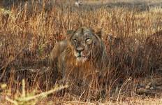 12 Days Gujarat Wildlife Tour Package with Asiatic Lions from Mumbai(ALL INCLUSIVE) Tour