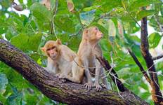 7 Days Tiger Tour of Pench National Park and Tadoba National Park from Nagpur Tour