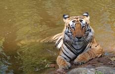 7 Days Tadoba, Nagzira and Pench Wildlife Safari Tour from Nagpur Tour