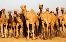 12 Days Rajasthan Tour Tour
