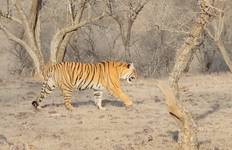 Circuit Triangle d'Or avec Tigre / 7 nuits / Hôtel 4* avec petit déjeuner / Transfert privé