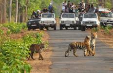 Golden Triangle Tour With Bandhavgarh & Kanha Wildlife Tiger Safari all inclusive Tour