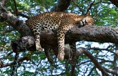 Yala Safari Tour
