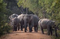 Sri Lanka Odyssee: ColomboDambullaKandyNuwara EliyaYalabentota Reise