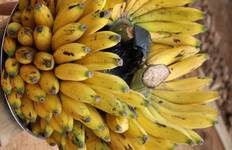 6 Day Gorillas, Golden Monkeys and Chimp Trek at Kibale Forest Tour