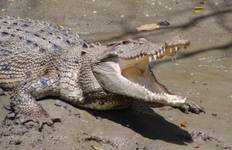 Circuit Circuit du Triangle d'Or Safari Chambal avec Varanasi Tout compris