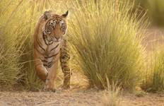 Circuit Explorer les tigres et le Triangle d'Or