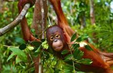 Circuit Grandes Créatures Orangs- outans et Dragons