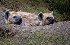 7 Days Tailor-Made Kenya Luxury  Safari Tour