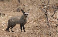 Circuit 7 jours de safari à Chobe, Vic Falls et dans le delta de l'Okavango
