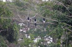 Circuit Safari dans la réserve de biodiversité du Dja 7 jours/6 nuits