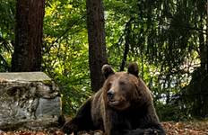 Transsilvanien: Treffen Sie Braunbären und Graf Dracula Reise