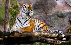 Circuit 7 jours - Circuit du Triangle d'Or avec les tigres de Ranthambore et le Taj Mahal (lever/coucher du soleil)
