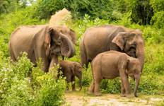 Circuit Itinéraire de 15 jours au Sri Lanka