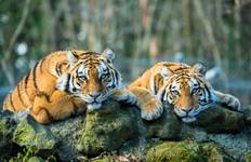 Circuit 6 jours Triangle d'Or avec les tigres de Ranthambore et le Taj Mahal au coucher et au lever du soleil