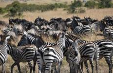 14 Tage Kenia & Tansania Fotografische Signatur Safari mit Ali Reise