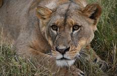 Circuit 13 jours de safari dans les savanes dorées d'Afrique de l'Est - Migration tout au long de l'année
