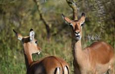 7 Day Kenya Classic Small Group  Lodge Safari in 4X4 Jeep Tour